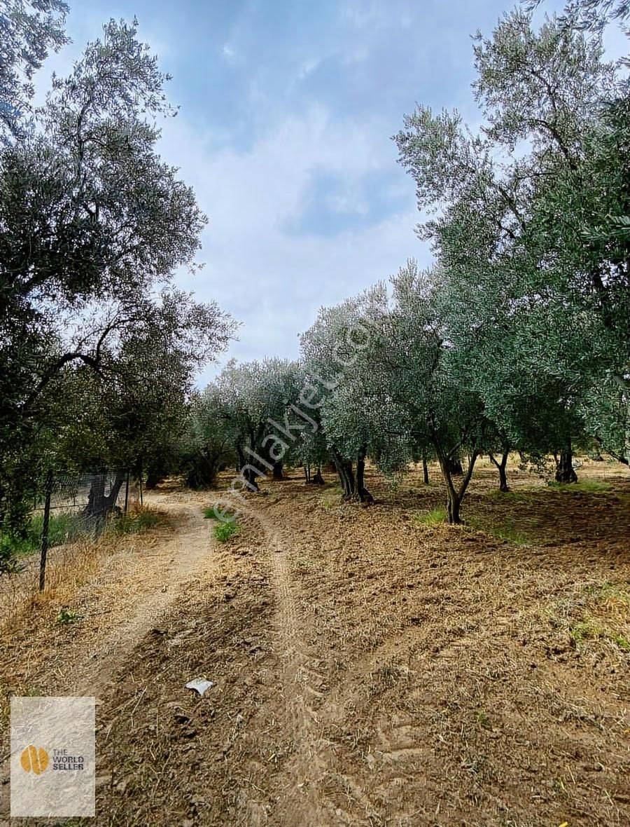 The World Seller'den Fırsat Zeytinlik