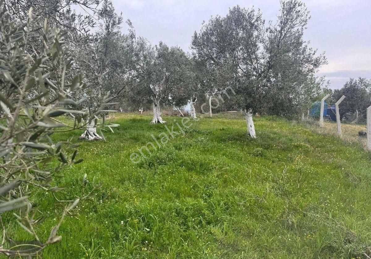 Balıkesir Burhaniye Ağacık Satılık Zeytinlik - Görsel 8