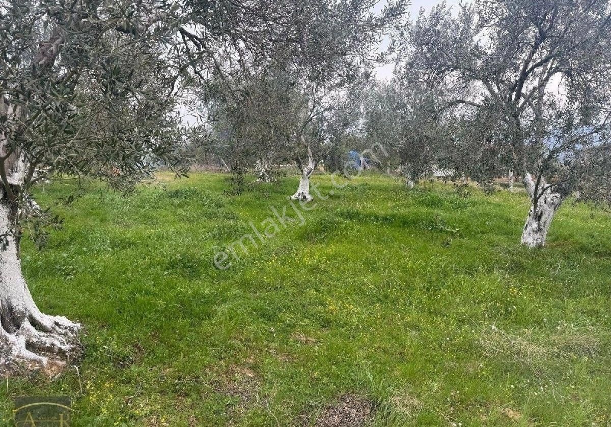Balıkesir Burhaniye Ağacık Satılık Zeytinlik - Görsel 2