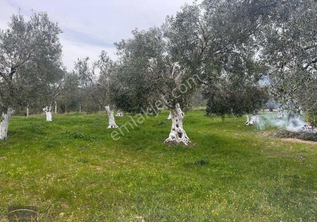 Balıkesir Burhaniye Ağacık Satılık Zeytinlik - Görsel 7