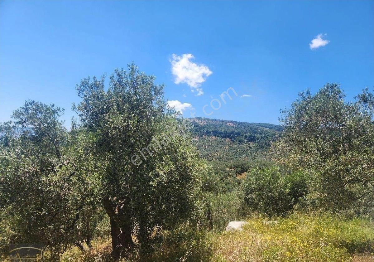Çanakkale Ayvacık Yeşilyurt Köyü Satılık Zeytinlik - Görsel 2