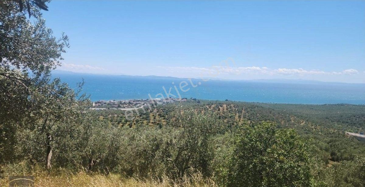 Çanakkale Ayvacık Yeşilyurt Köyü Satılık Zeytinlik