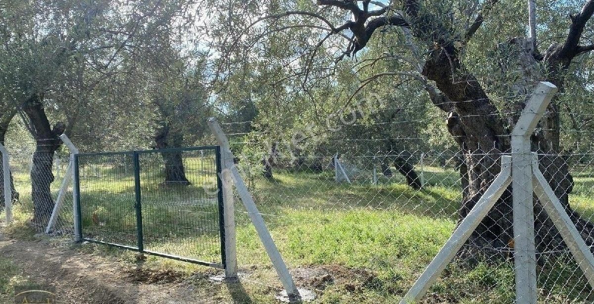 Balıkesir Havran Köylüce Satılık Kelepir Bakımlı Kelepir Zeytinlik - Görsel 7