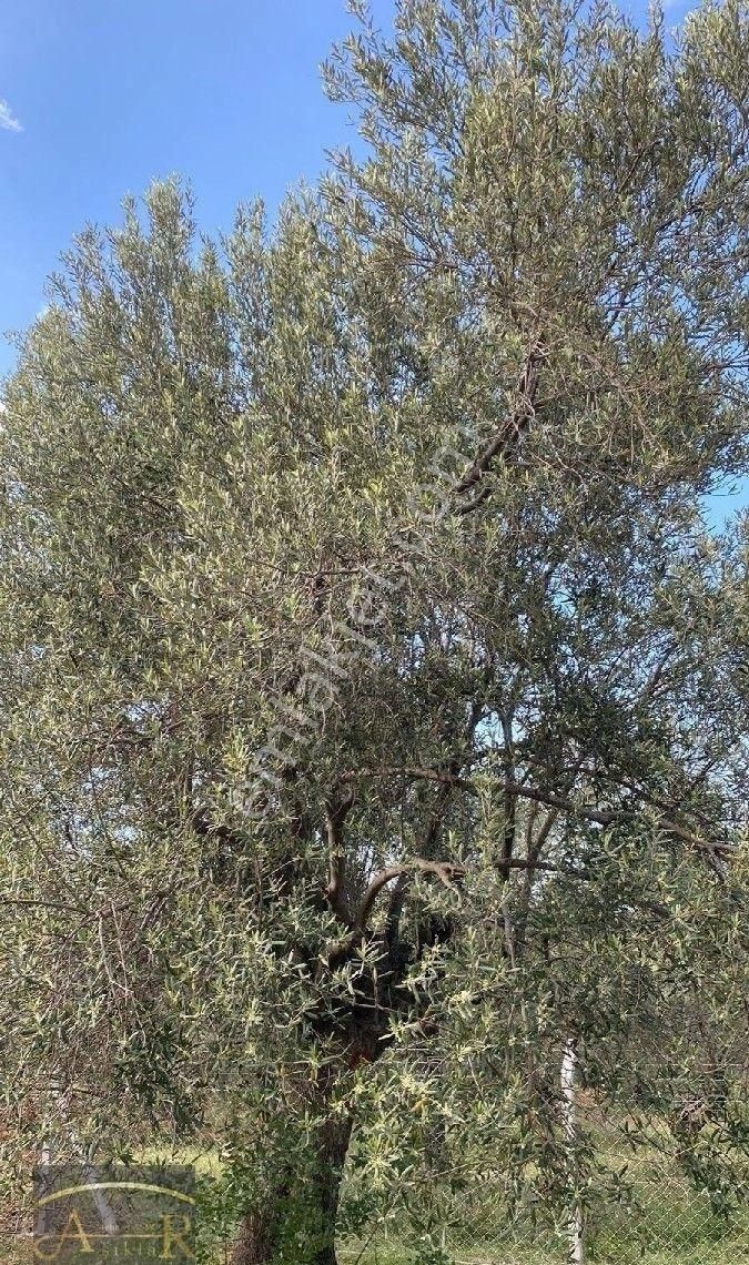 Balıkesir Havran Köylüce Satılık Kelepir Bakımlı Kelepir Zeytinlik - Görsel 23