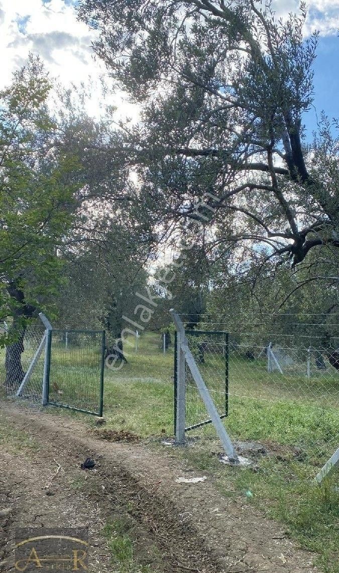 Balıkesir Havran Köylüce Satılık Kelepir Bakımlı Kelepir Zeytinlik - Görsel 3