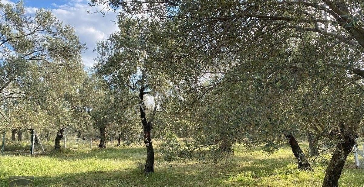 Balıkesir Havran Köylüce Satılık Kelepir Bakımlı Kelepir Zeytinlik - Görsel 11