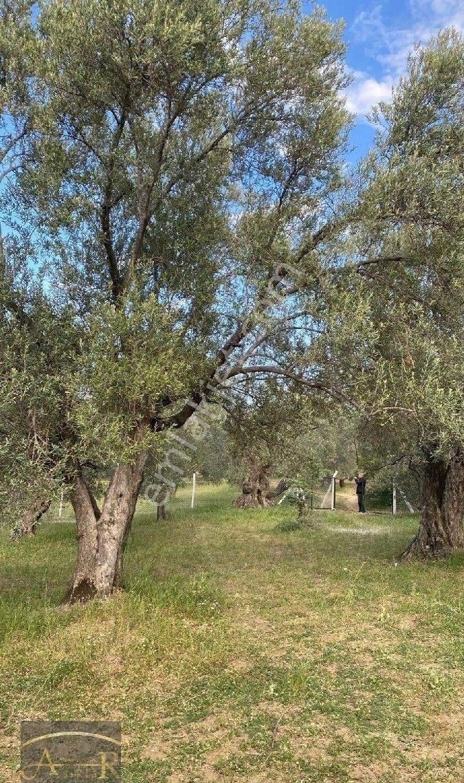 Balıkesir Havran Köylüce Satılık Kelepir Bakımlı Kelepir Zeytinlik - Görsel 8