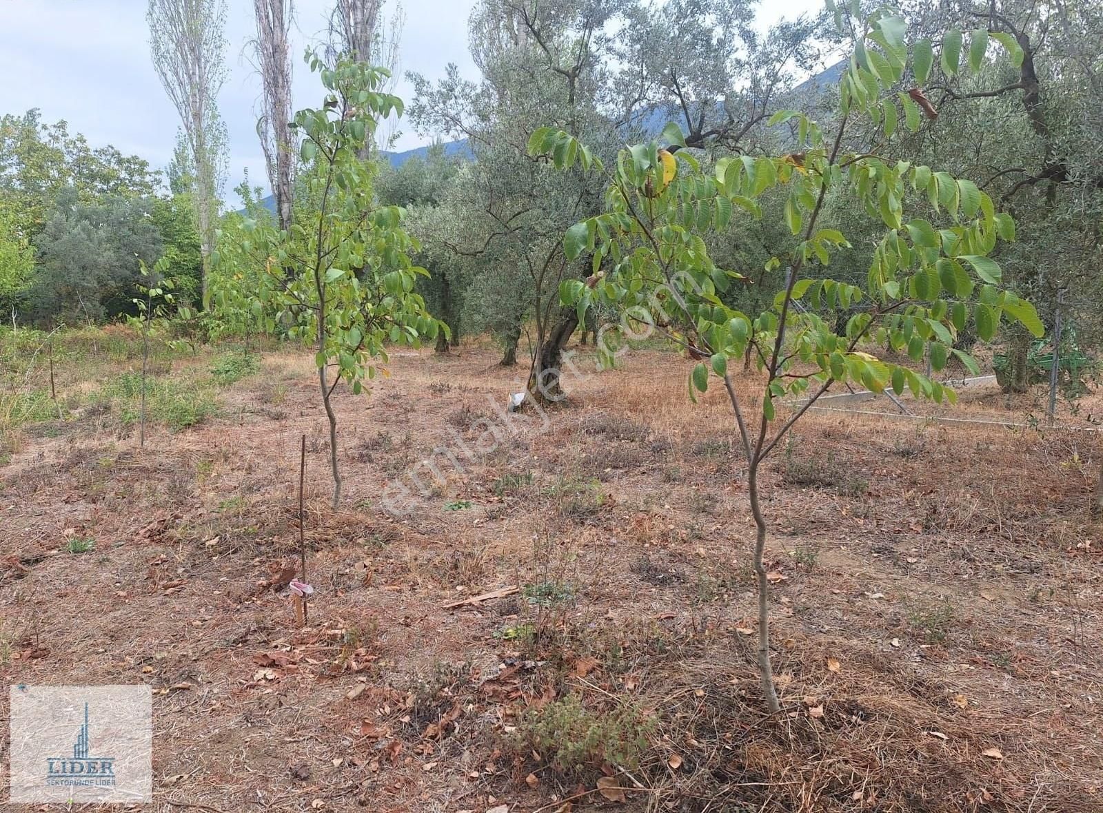 Bursa Orhangazi Karsak'ta 264m2 Harika Konumda Süper Hobi Bahçe - Görsel 9