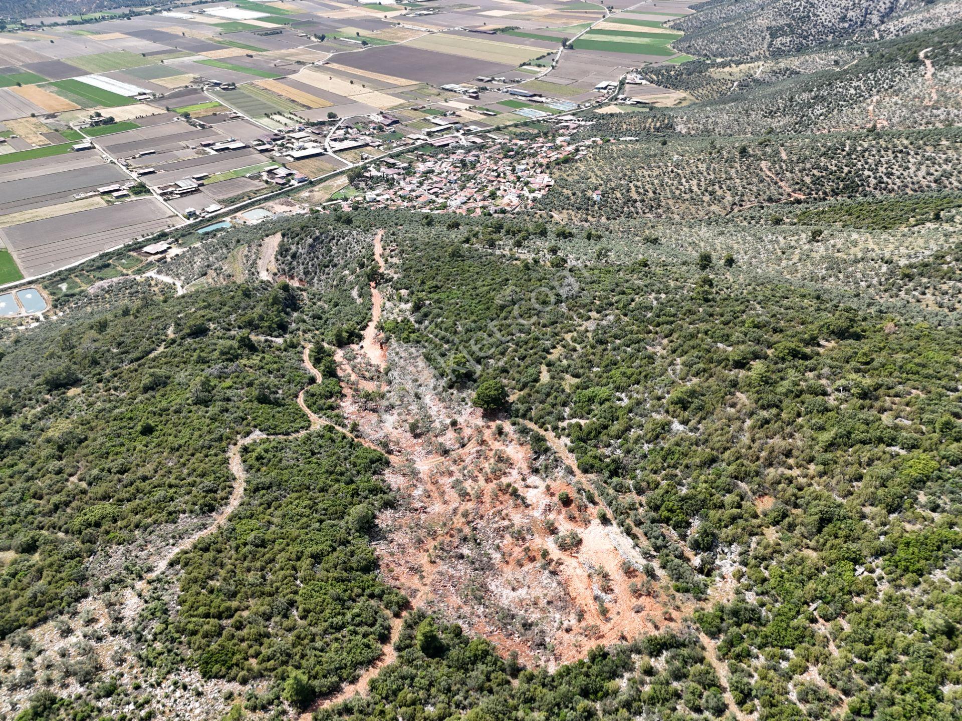 Milas'ta Havalimanı Ve Doğa Manzaralı Muhteşem Zeytinlik Arazisi - Görsel 9