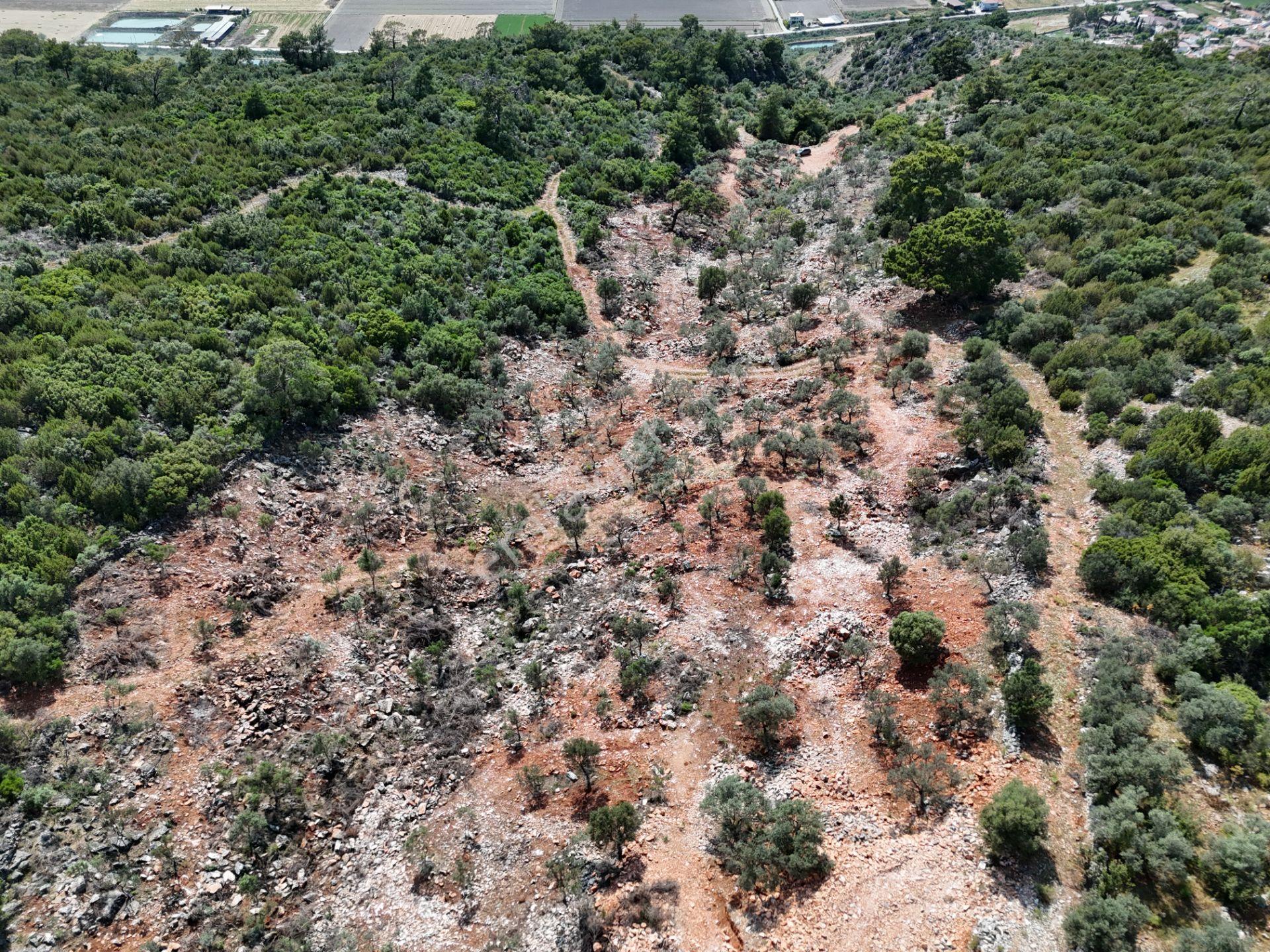 Milas'ta Havalimanı Ve Doğa Manzaralı Muhteşem Zeytinlik Arazisi - Görsel 5
