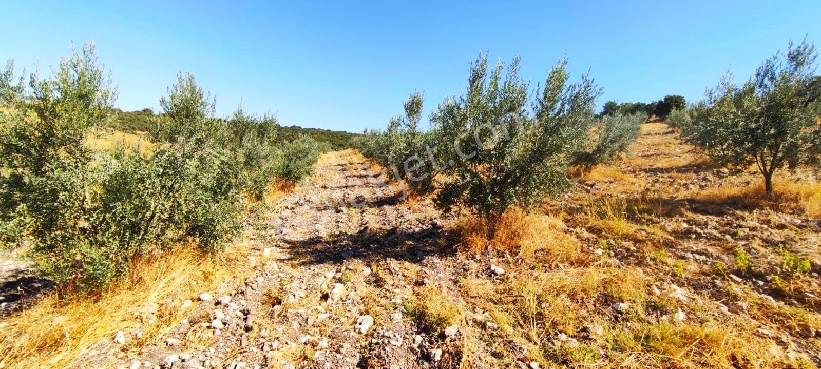 Salihli Hacıköseli'de Satılık 65 Dönüm Zeytinlik (video) - Görsel 25