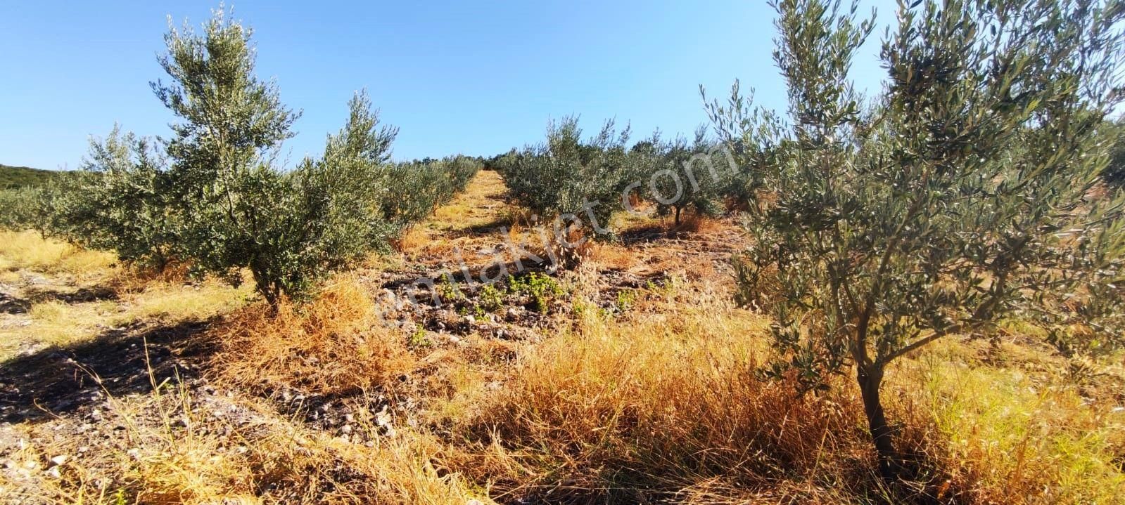 Salihli Hacıköseli'de Satılık 65 Dönüm Zeytinlik (video) - Görsel 31