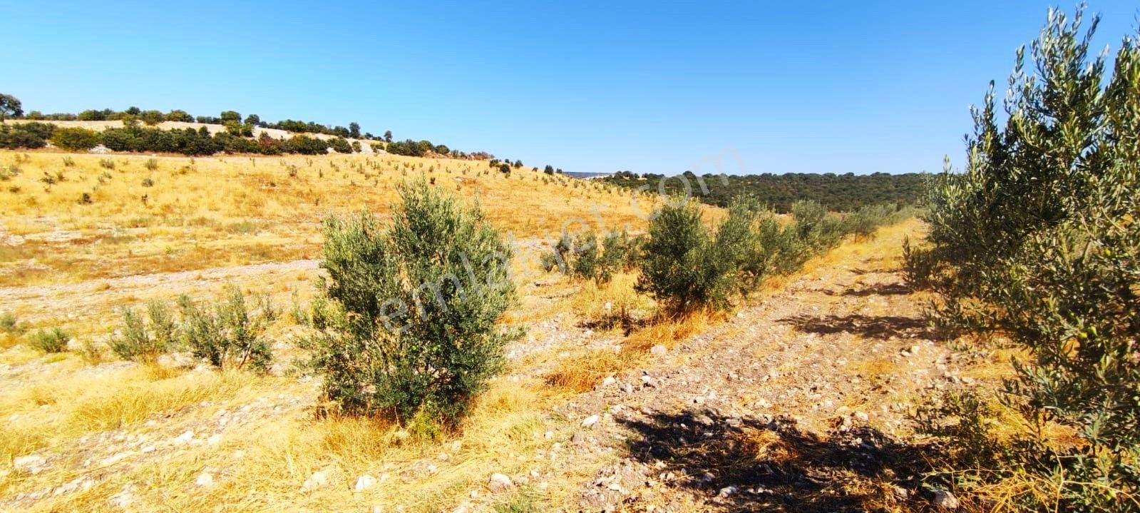 Salihli Hacıköseli'de Satılık 65 Dönüm Zeytinlik (video) - Görsel 24