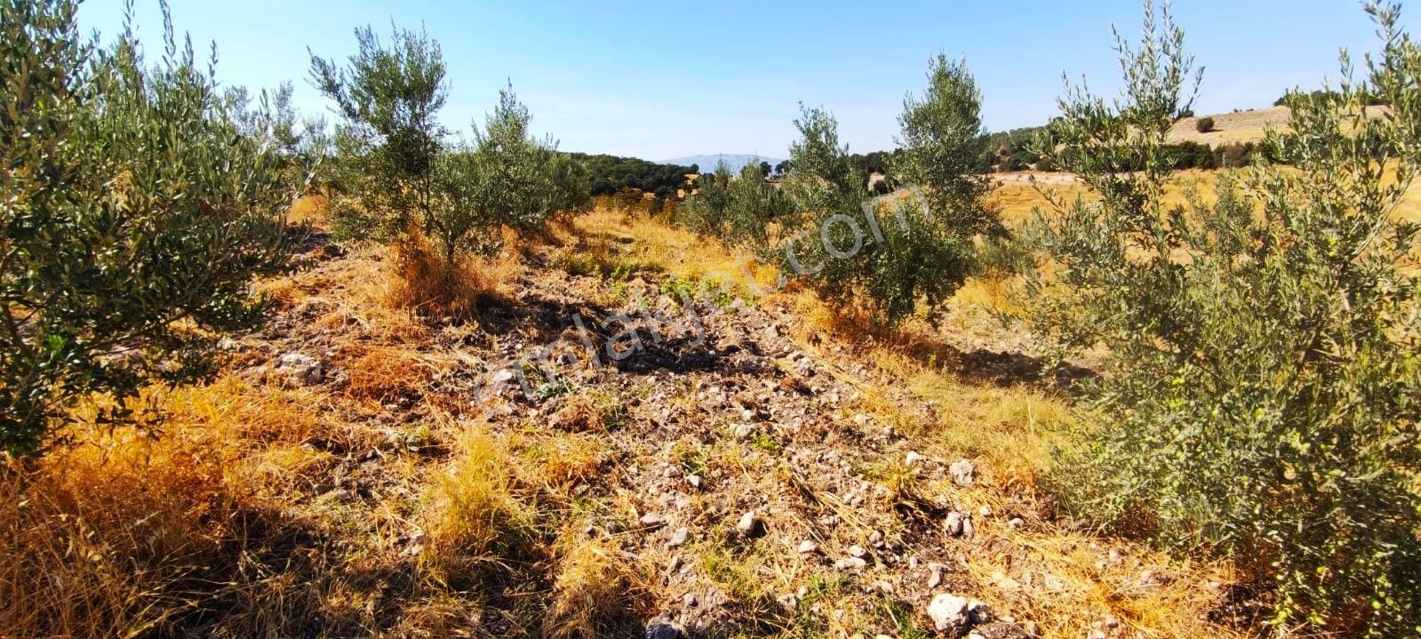Salihli Hacıköseli'de Satılık 65 Dönüm Zeytinlik (video) - Görsel 27