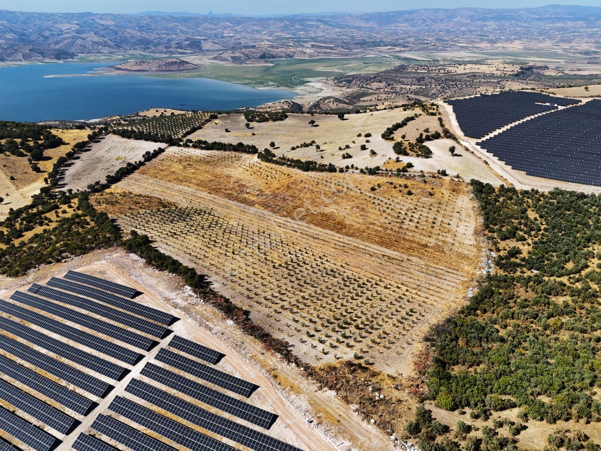 Salihli Hacıköseli'de Satılık 65 Dönüm Zeytinlik (video) - Görsel 4