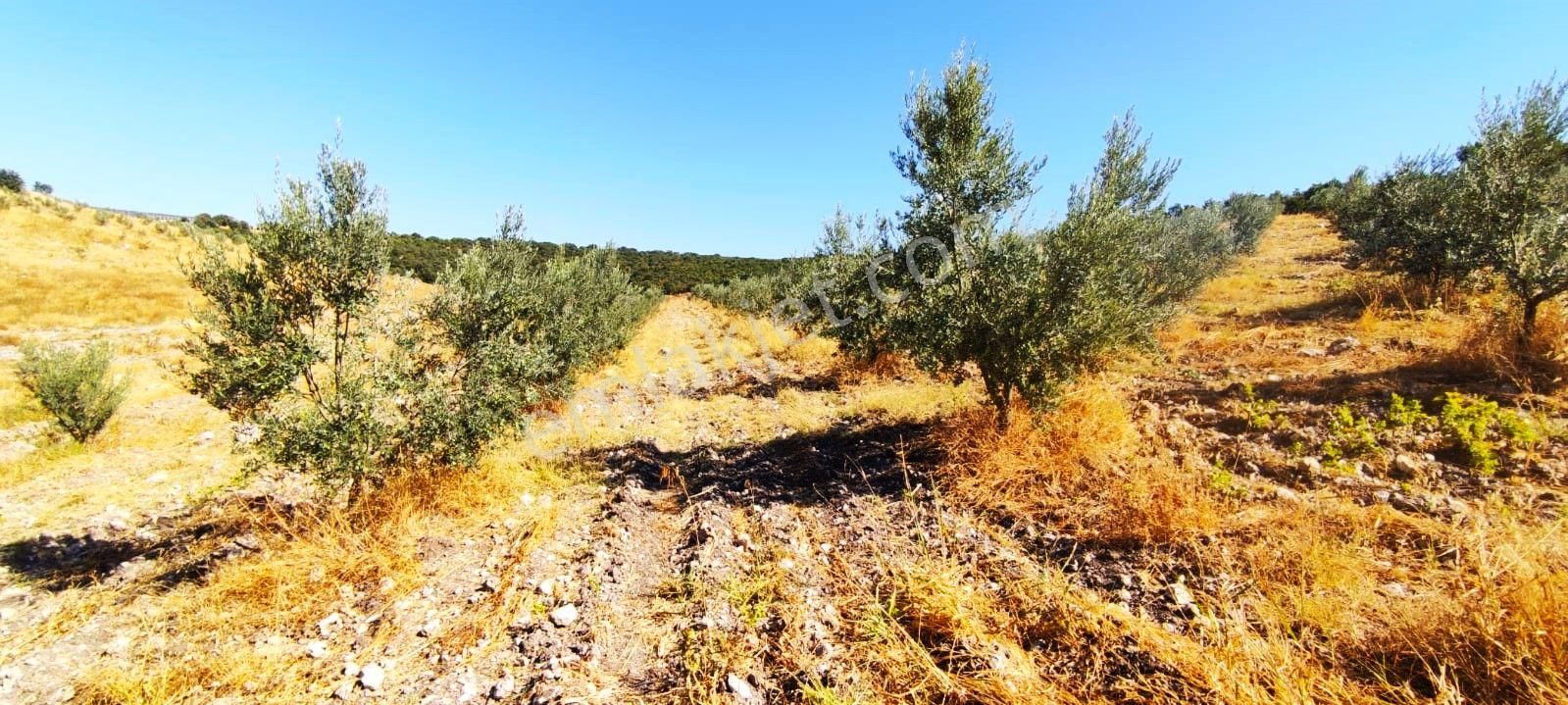 Salihli Hacıköseli'de Satılık 65 Dönüm Zeytinlik (video) - Görsel 30