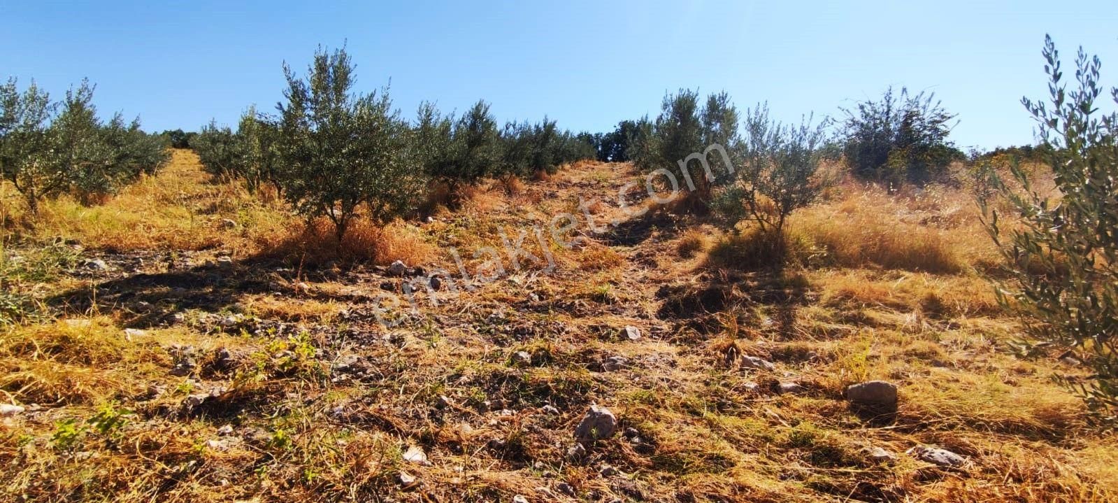 Salihli Hacıköseli'de Satılık 65 Dönüm Zeytinlik (video) - Görsel 33