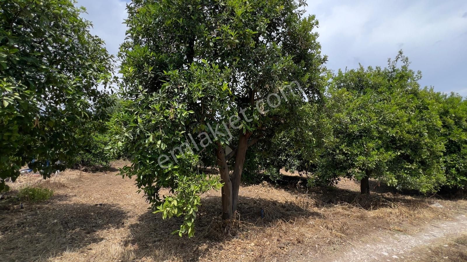 Antalya Finike Hasyurt Sahile Yakın 750 M2 Portakal Bahçesi - Görsel 23