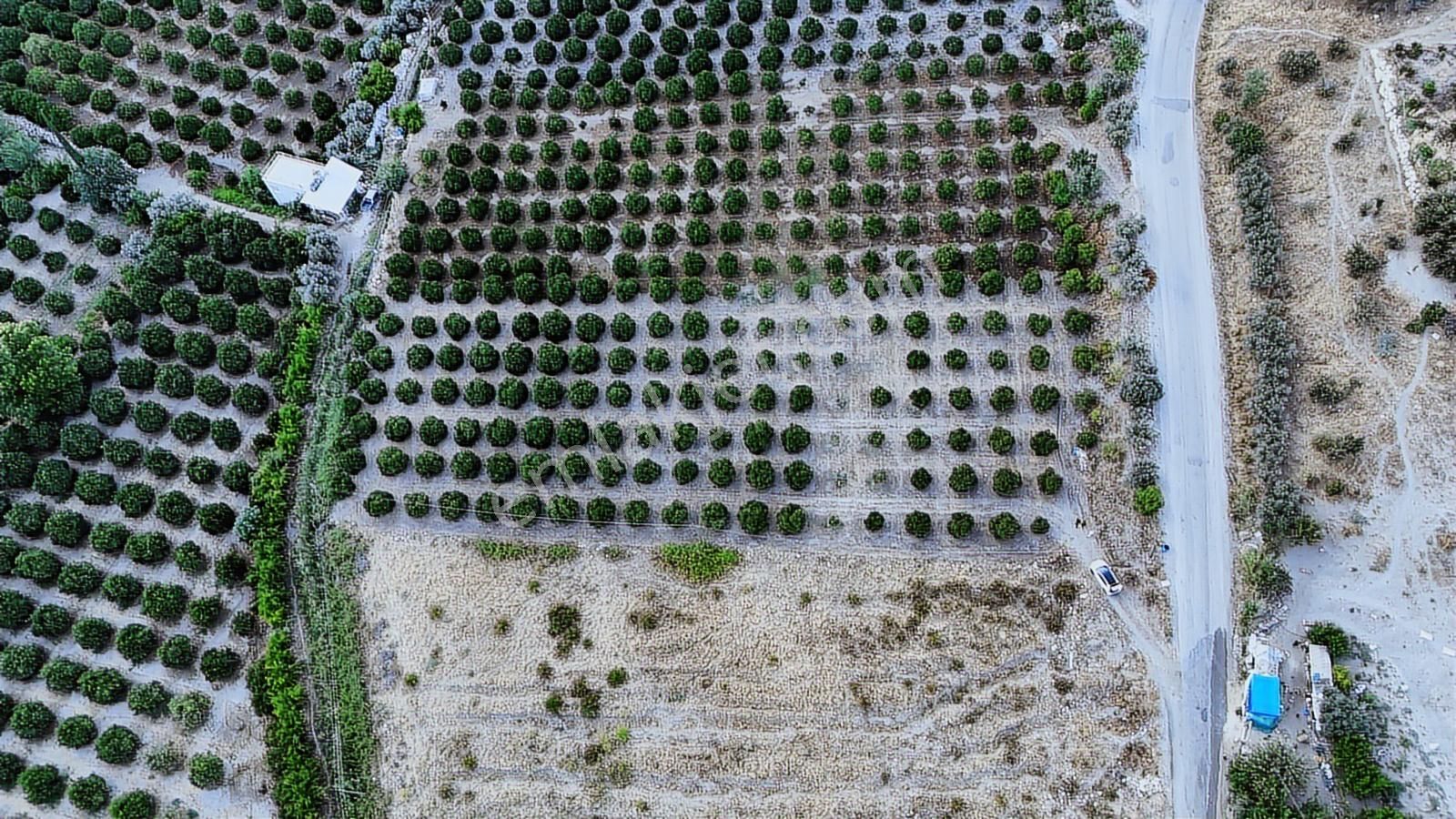 Antalya Kumluca Salur Mah. 15.000 M2 Portakal Bahçesi - Görsel 23