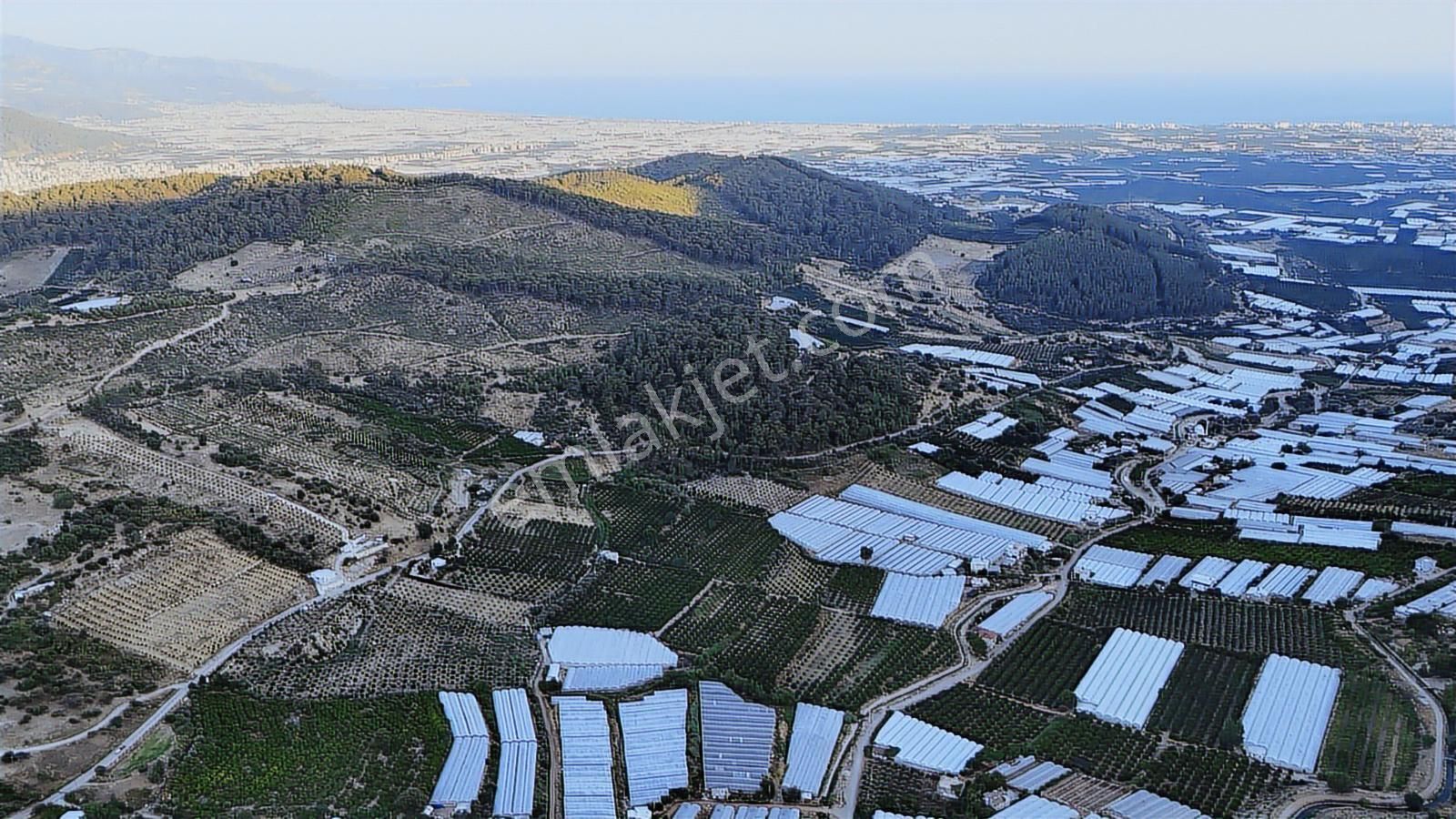 Antalya Kumluca Salur Mah. 15.000 M2 Portakal Bahçesi - Görsel 2
