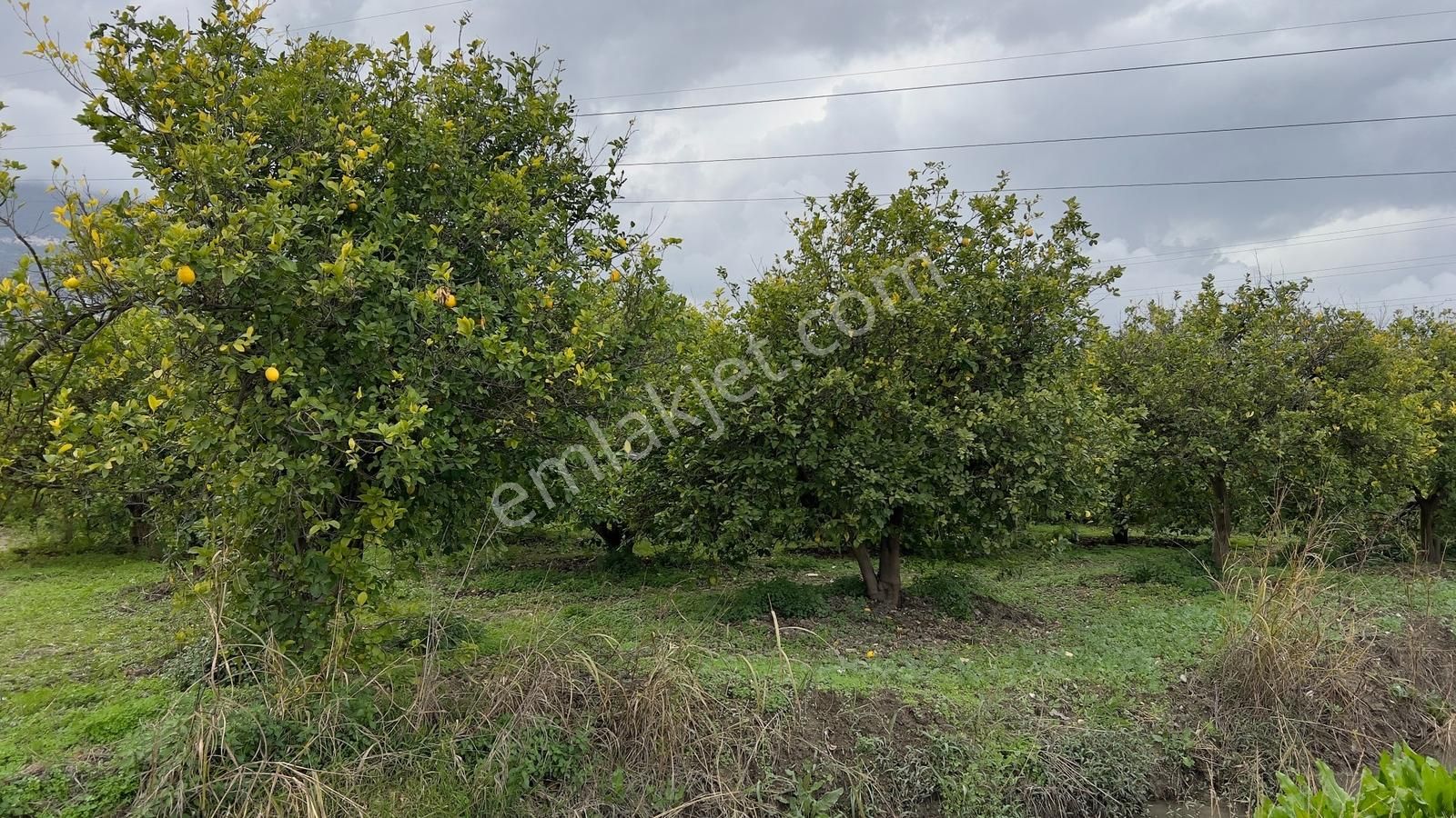 Antalya Finike Turunçova Mah 9000 M2 Limon Bahçesi Yolu Var - Görsel 34