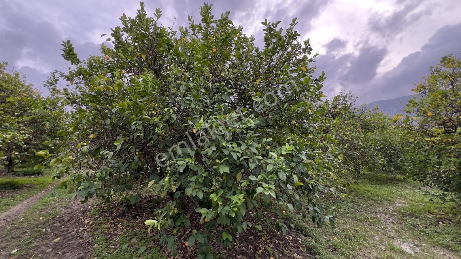 Antalya Finike Turunçova Mah 9000 M2 Limon Bahçesi Yolu Var - Görsel 30