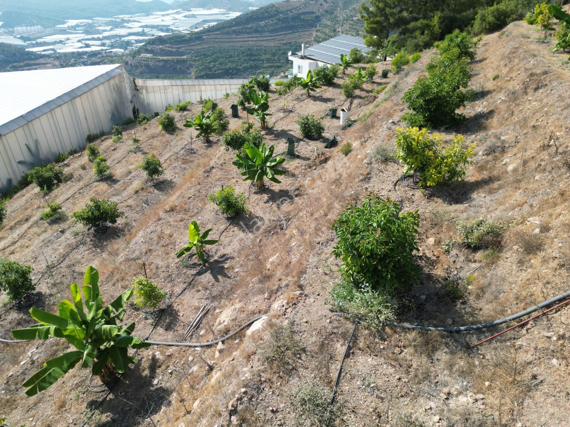 Alanya Özvadi Mah. Satılık Müstakil Ev Satılık 7.250 M² - Görsel 3