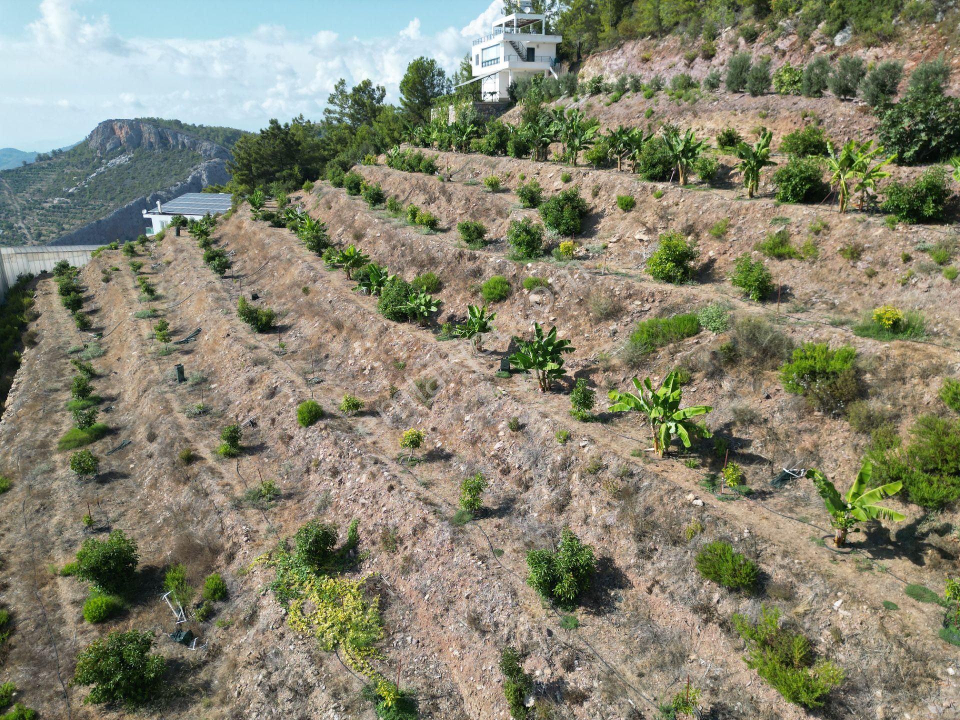 Alanya Özvadi Mah. Satılık Müstakil Ev Satılık 7.250 M² - Görsel 5