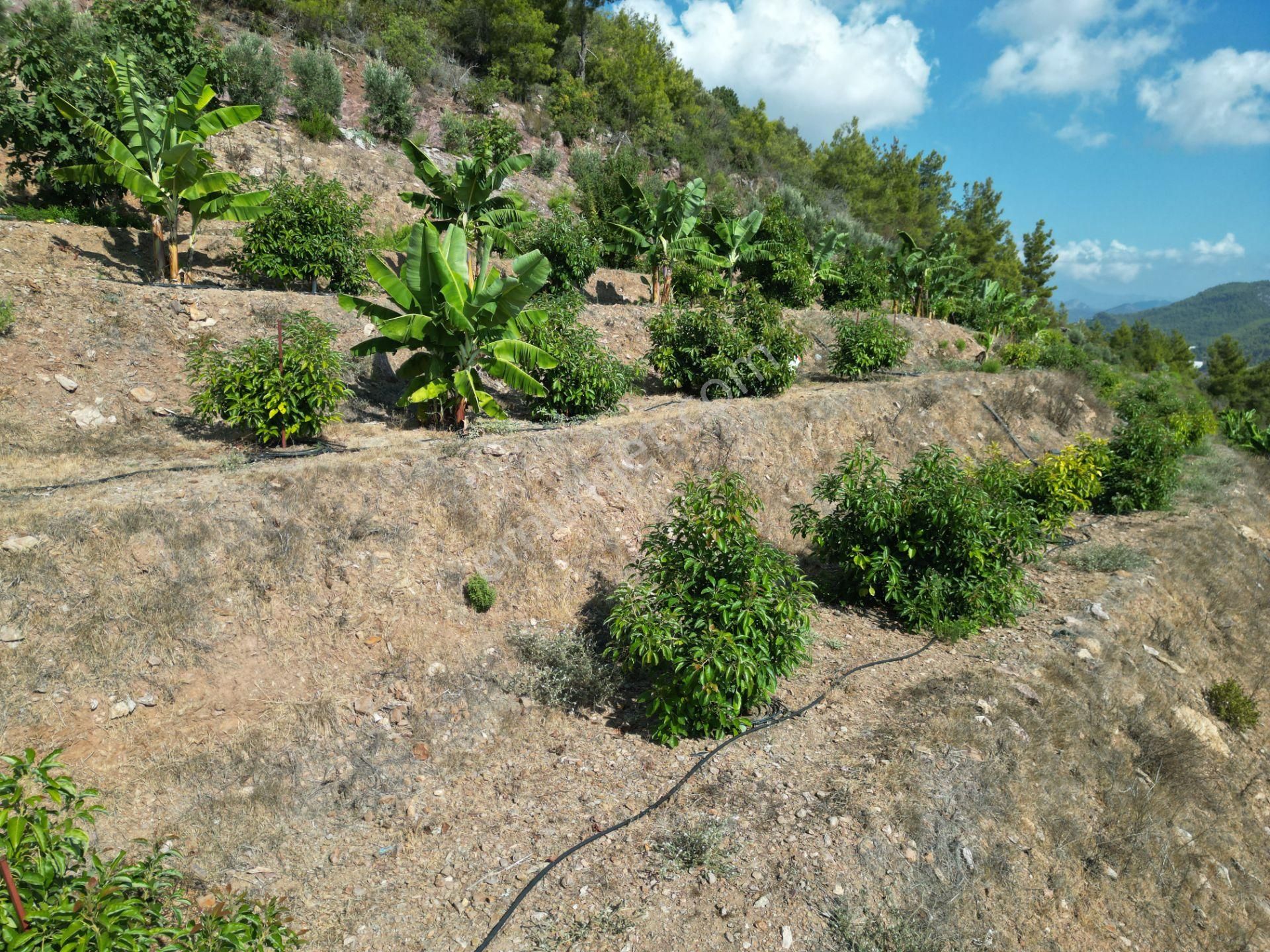 Alanya Özvadi Mah. Satılık Müstakil Ev Satılık 7.250 M² - Görsel 21
