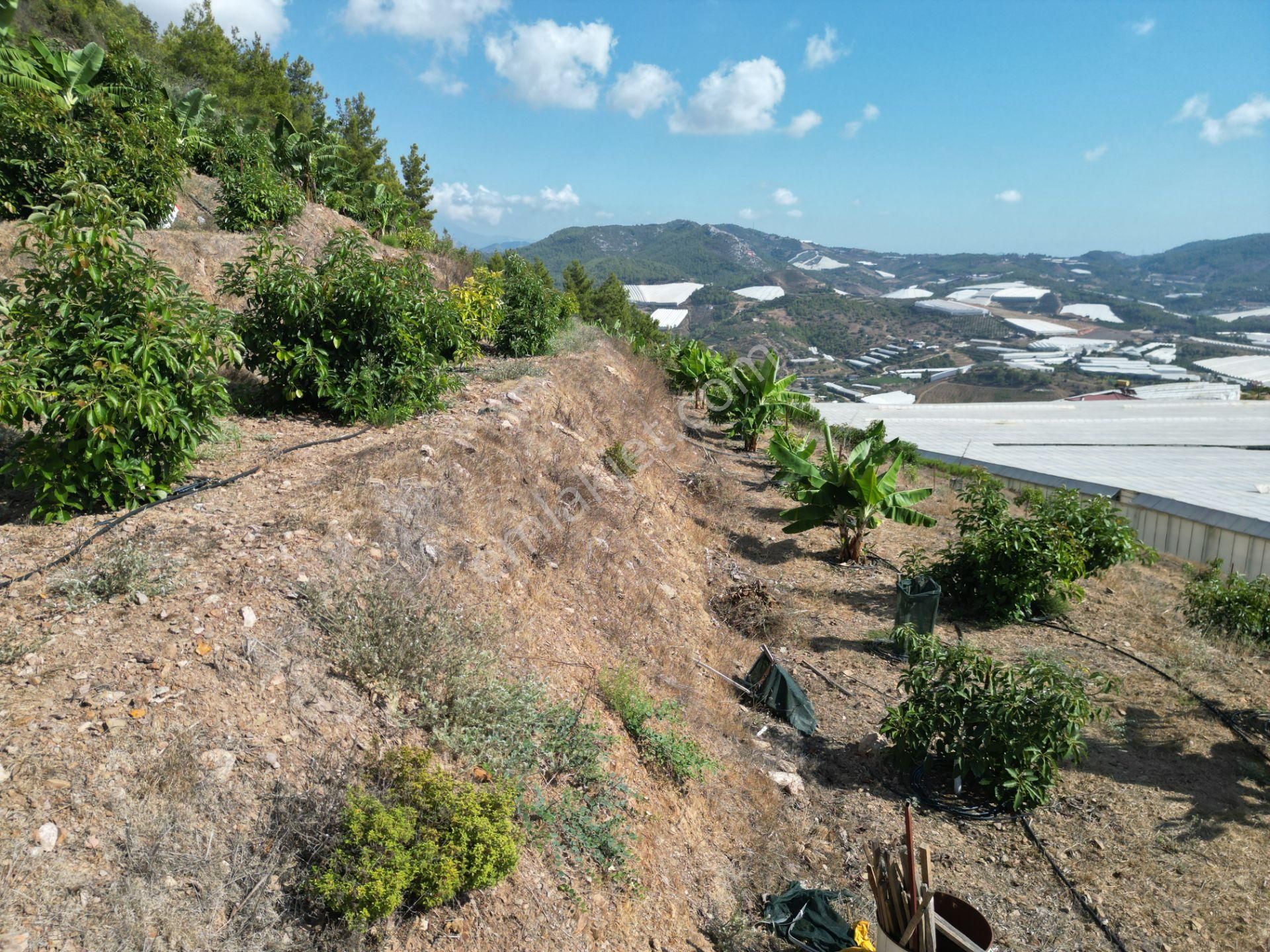 Alanya Özvadi Mah. Satılık Müstakil Ev Satılık 7.250 M² - Görsel 22