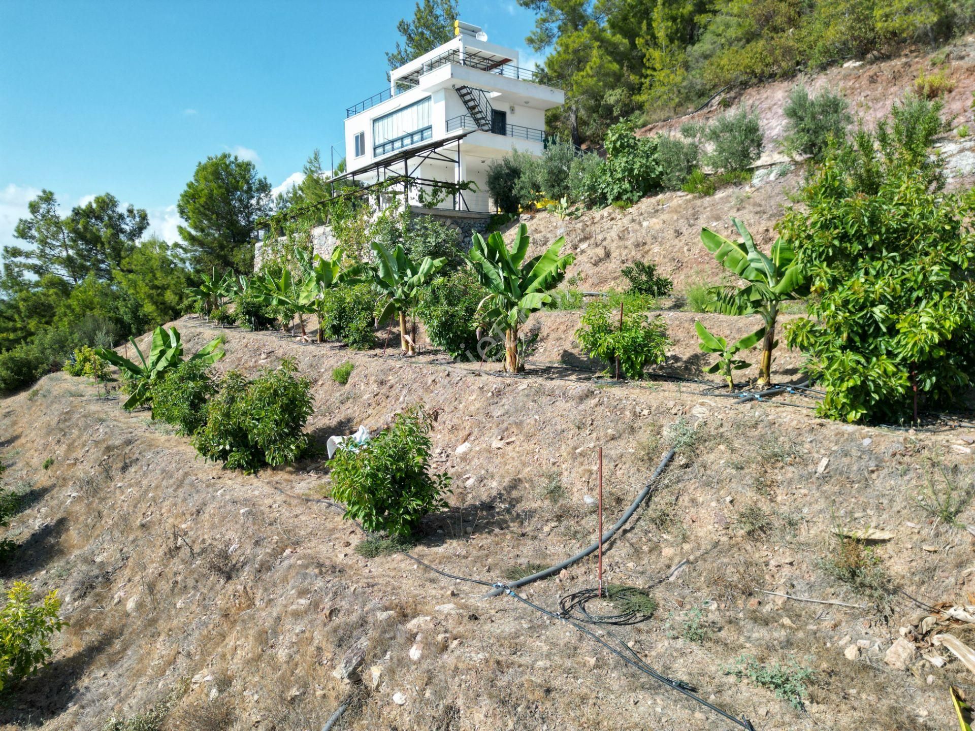 Alanya Özvadi Mah. Satılık Müstakil Ev Satılık 7.250 M² - Görsel 4