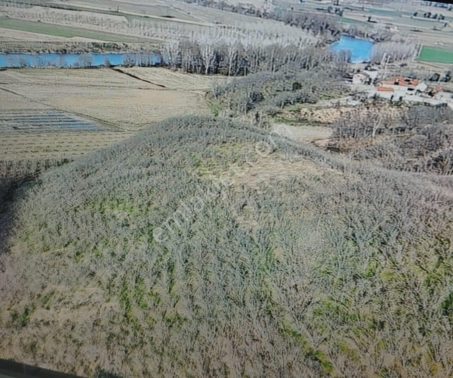 İgr Gayrimenkul Akkum Köyü 5508m² Fındık Bahçesi, Kadastro Ölçümü 9000m² - Görsel 3