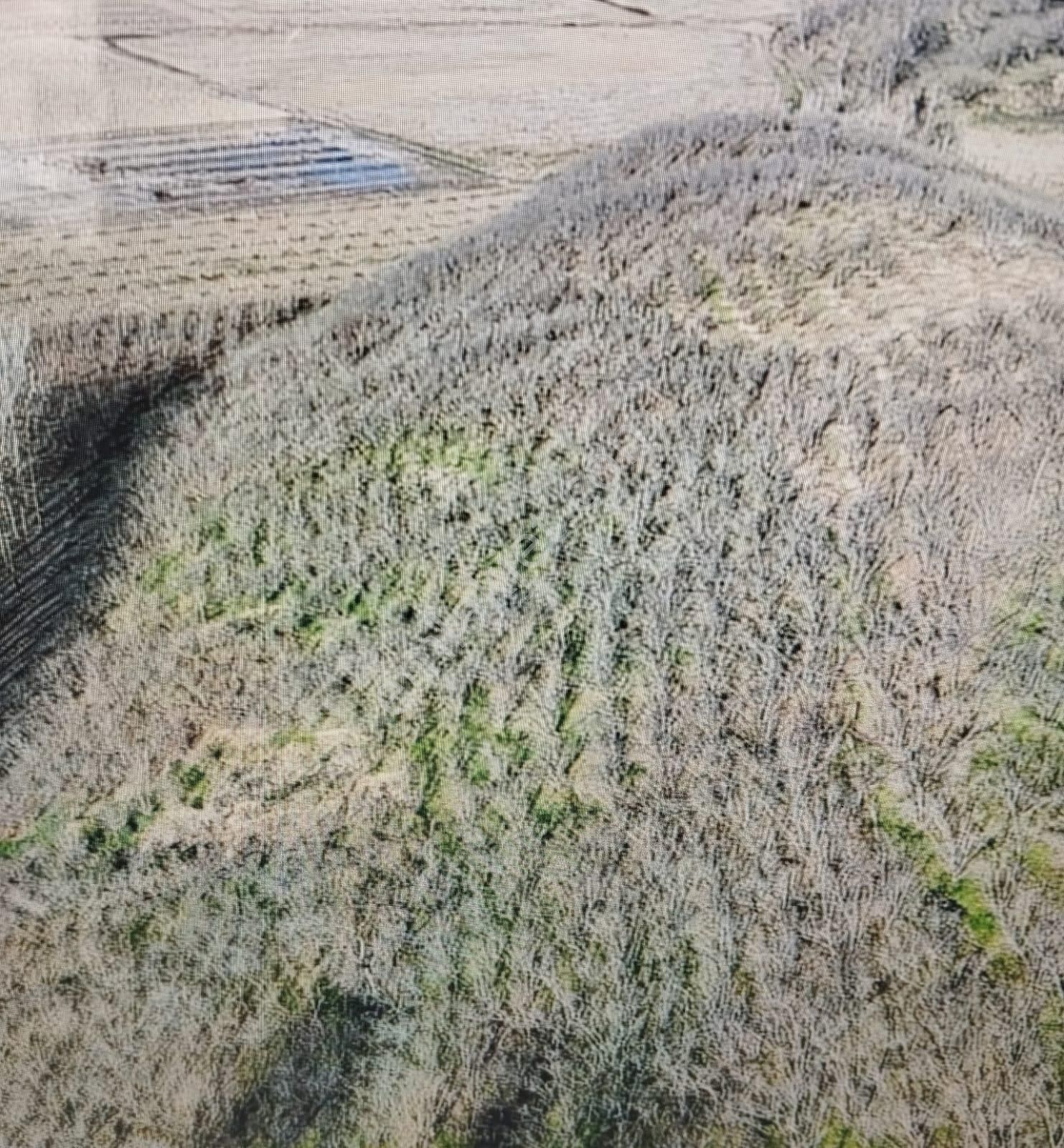 İgr Gayrimenkul Akkum Köyü 5508m² Fındık Bahçesi, Kadastro Ölçümü 9000m² - Görsel 5