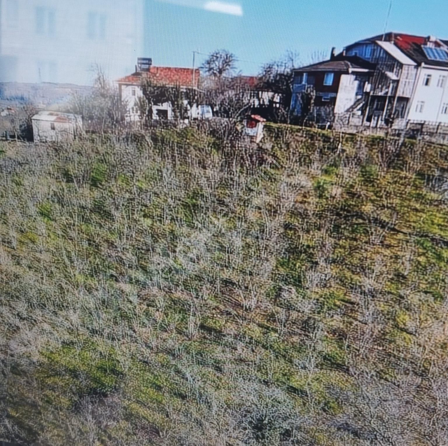 İgr Gayrimenkul Akkum Köyü 5508m² Fındık Bahçesi, Kadastro Ölçümü 9000m²