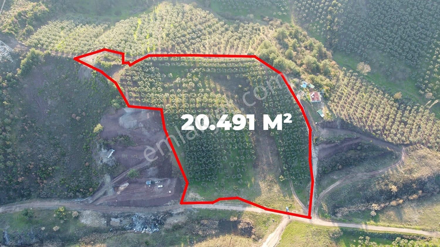 Antant Emlaktan Satılık Zeytinlik