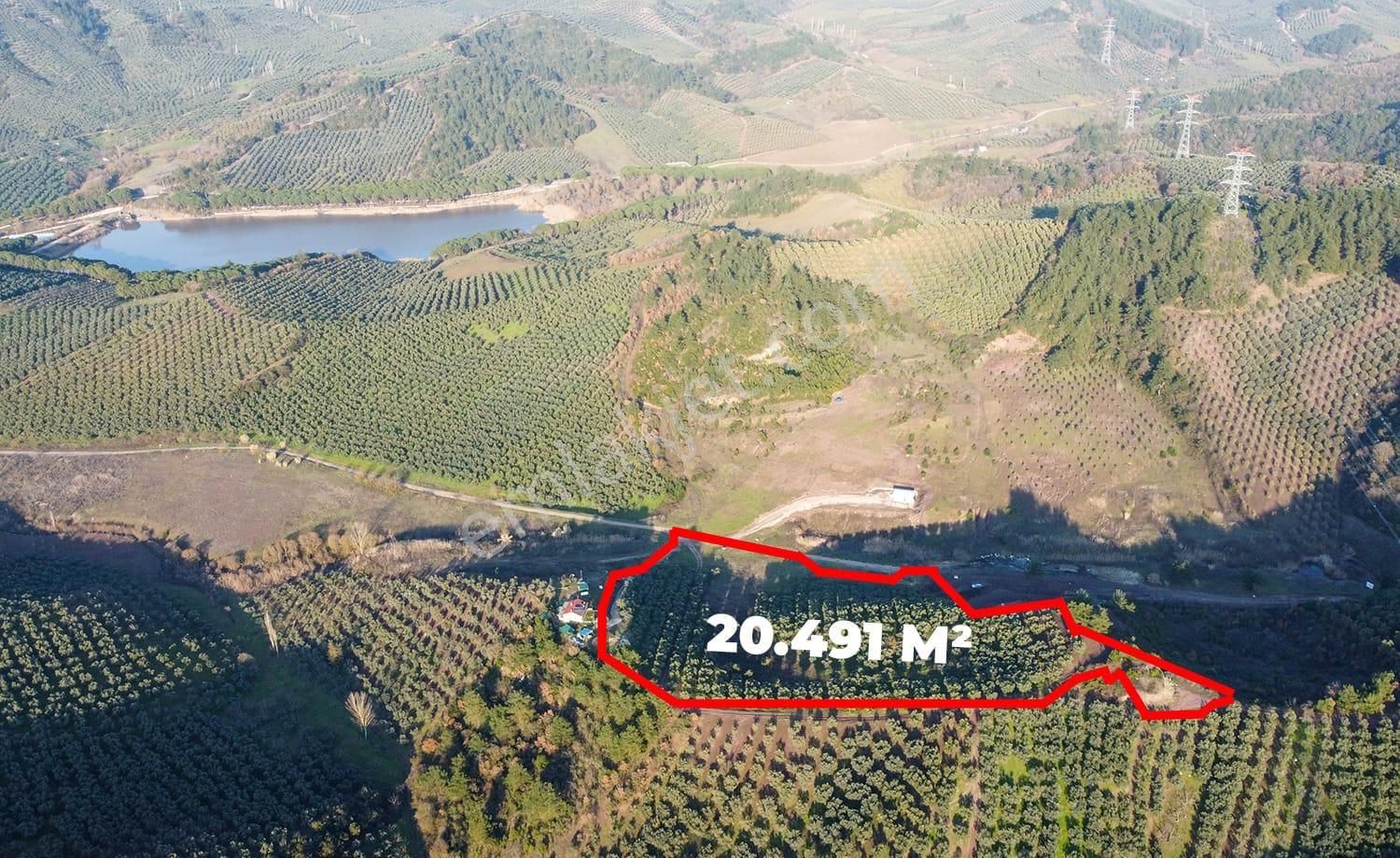 Antant Emlaktan Satılık Zeytinlik - Görsel 6