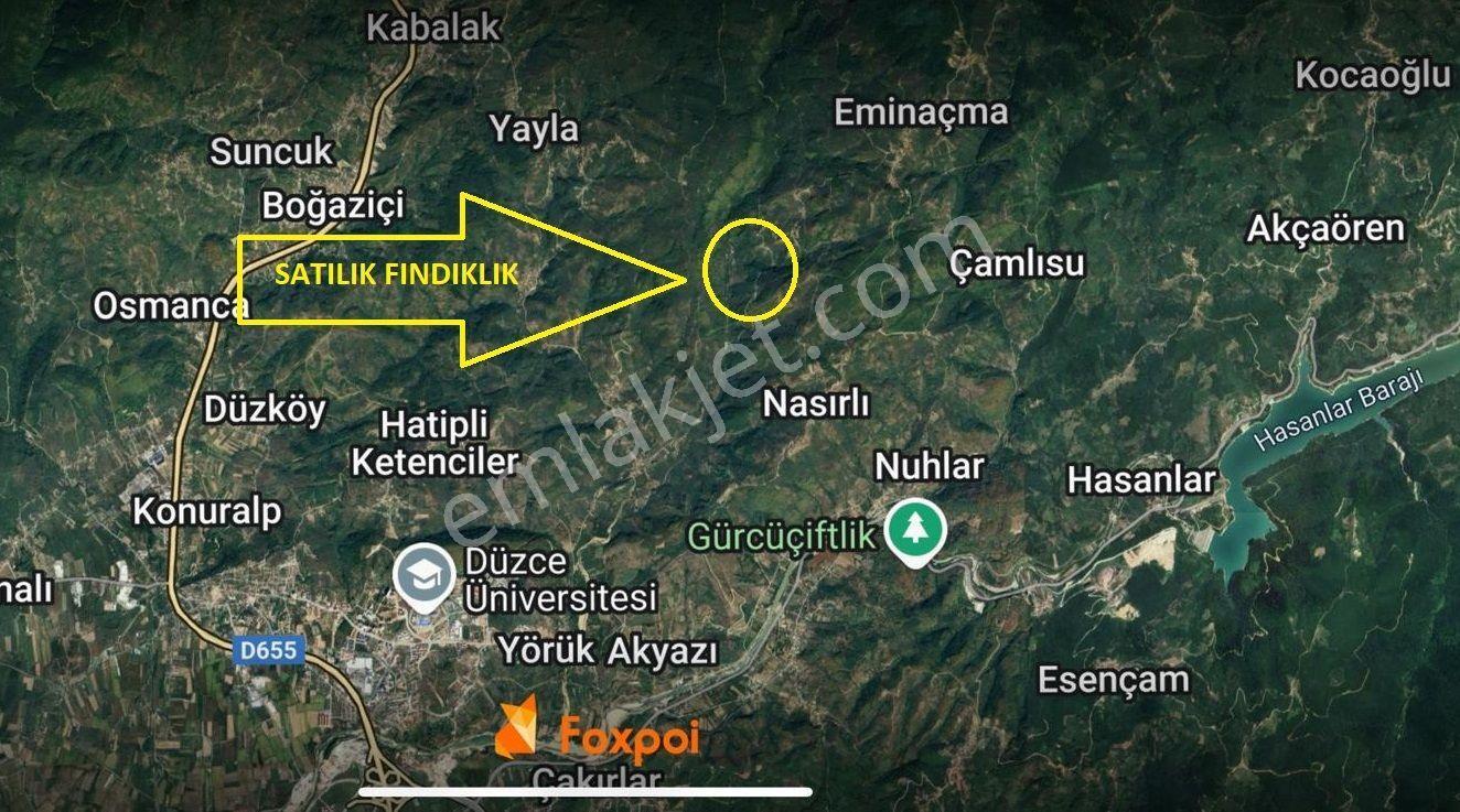 Düzce Merkez Kozluk Köyünde Satılık 17 Dönüm Hisse Tapulu Fındıklık. - Görsel 2