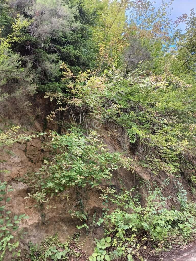 Wisrem'den Trabzon Ortahisar'da Yolu Açık Satılık Arsa - Görsel 4