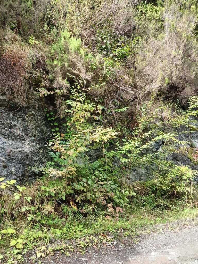 Wisrem'den Trabzon Ortahisar'da Yolu Açık Satılık Arsa - Görsel 14