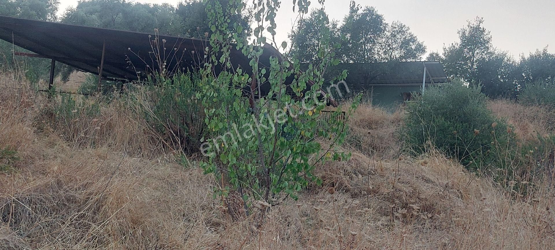 Nazilli Dereağzı Köyünde İçerisinde Hobi Evi Olan Manzaralı 1625 M2 Satılık Bahçe - Görsel 12