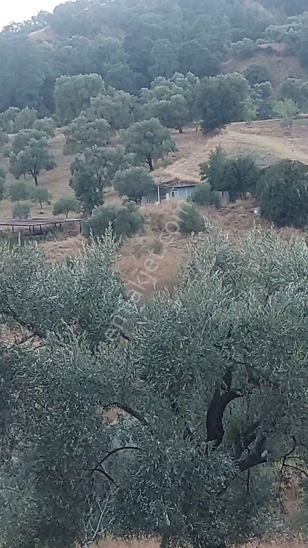 Nazilli Dereağzı Köyünde İçerisinde Hobi Evi Olan Manzaralı 1625 M2 Satılık Bahçe - Görsel 16