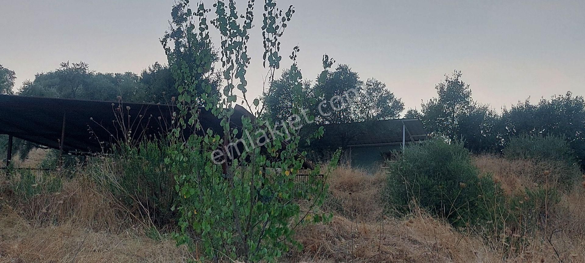 Nazilli Dereağzı Köyünde İçerisinde Hobi Evi Olan Manzaralı 1625 M2 Satılık Bahçe - Görsel 10