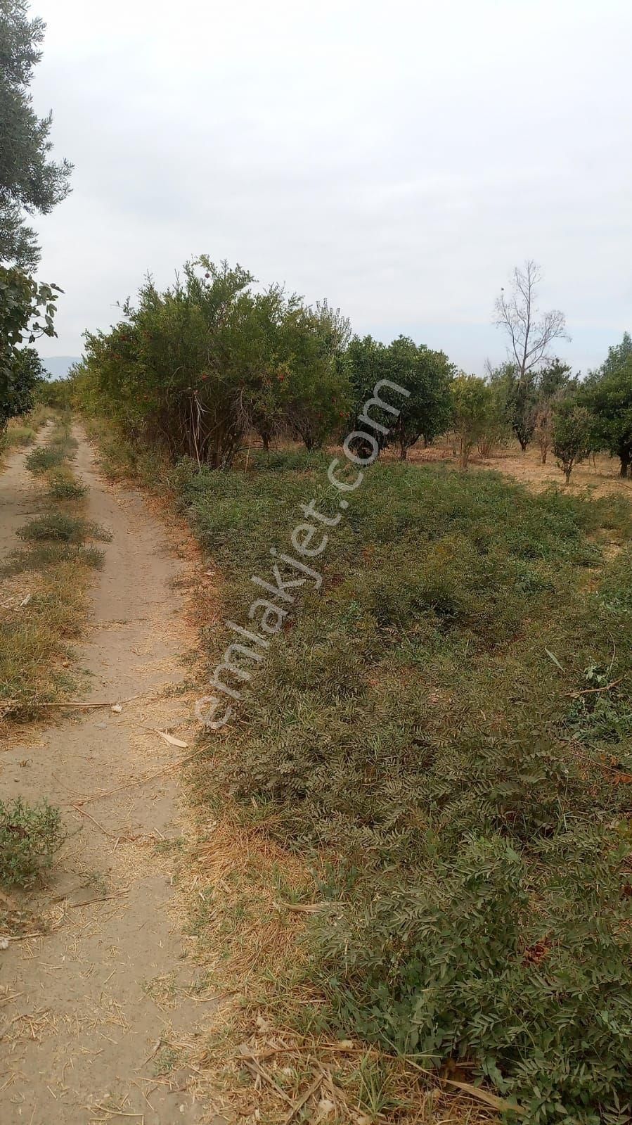 Fırsat Nazilli Hamzalı Köyü Satılık 3200 M2 Portakal Bahçesi - Görsel 4