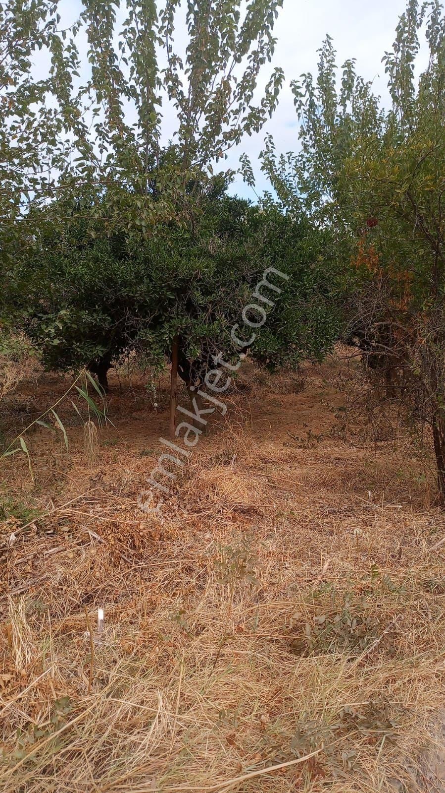 Fırsat Nazilli Hamzalı Köyü Satılık 3200 M2 Portakal Bahçesi - Görsel 6