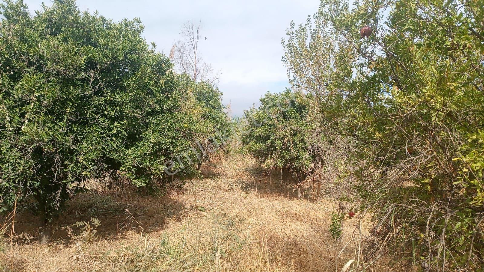 Fırsat Nazilli Hamzalı Köyü Satılık 3200 M2 Portakal Bahçesi - Görsel 8