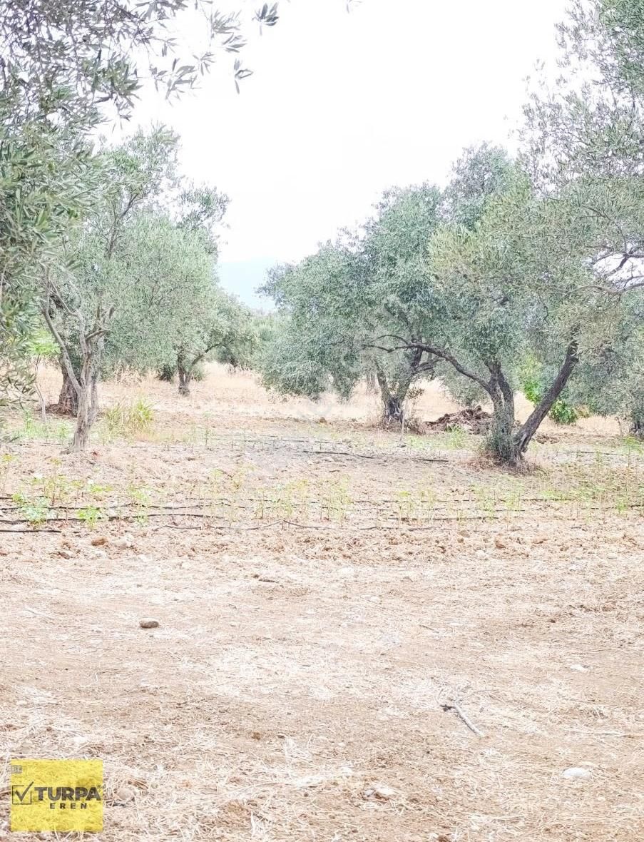 Torbalı Çapak Mah. Satılık Tarla - Görsel 10