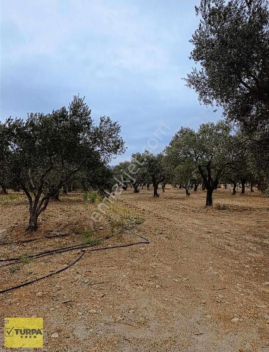 Torbalı Çapak Mah. Satılık Tarla - Görsel 5