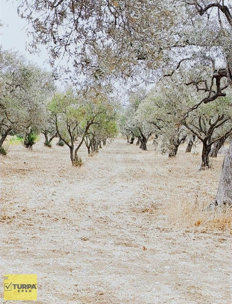 Torbalı Çapak Mah. Satılık Tarla - Görsel 11