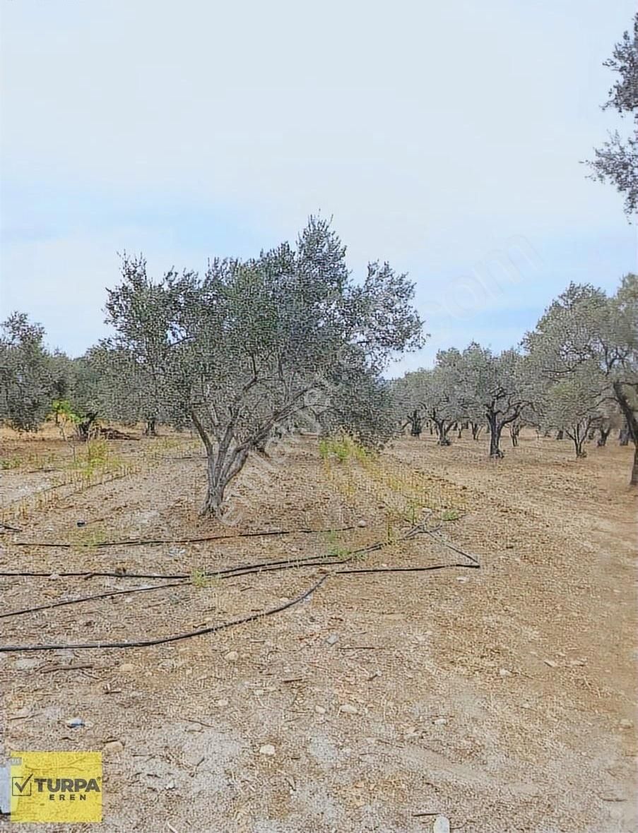 Torbalı Çapak Mah. Satılık Tarla - Görsel 6