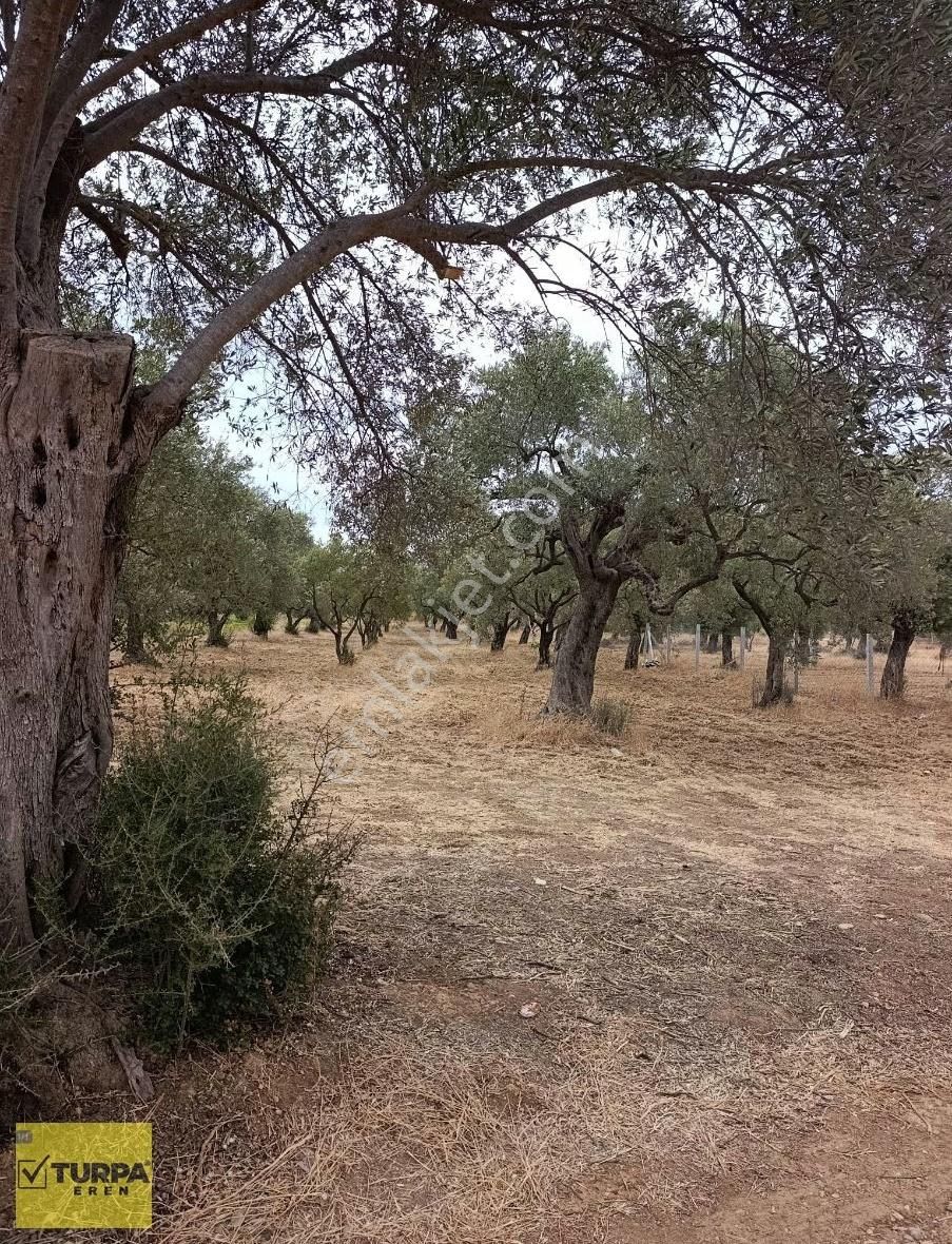 Torbalı Çapak Mah. Satılık Tarla - Görsel 8